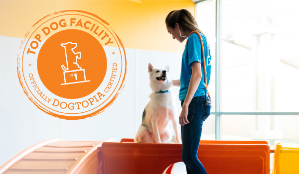 Dogtopia Houston-Galleria Invites Dog Owners to Houston Dash Pups at the Pitch on October 4