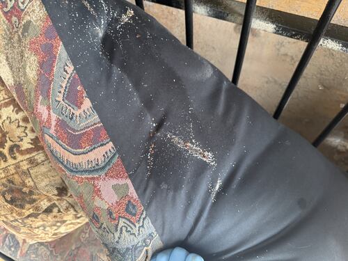 Guard More Pest Control Expands Bed Bug Extermination with Commercial-Grade Steam Heat Treatment