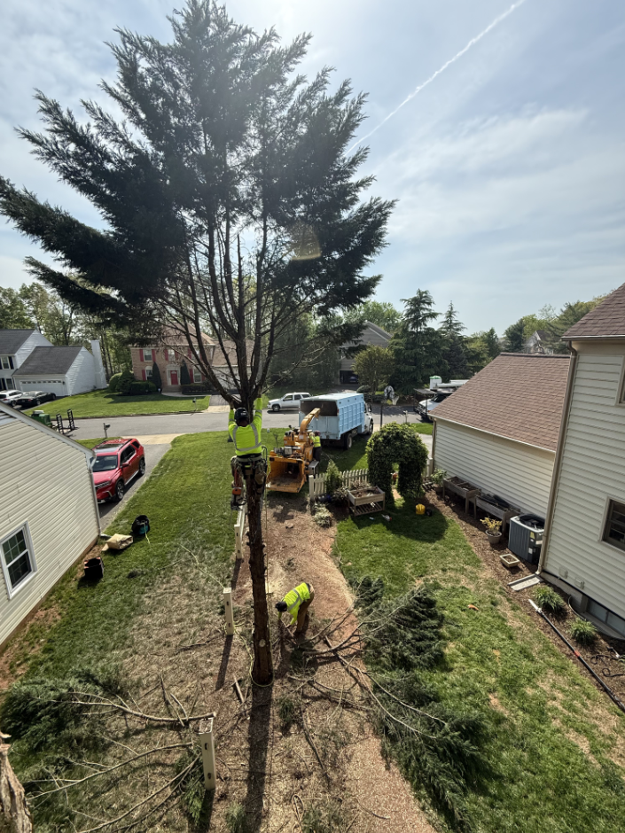 United Tree Service Expands Tree Removal and Tree Trimming Services in Clifton, Virginia