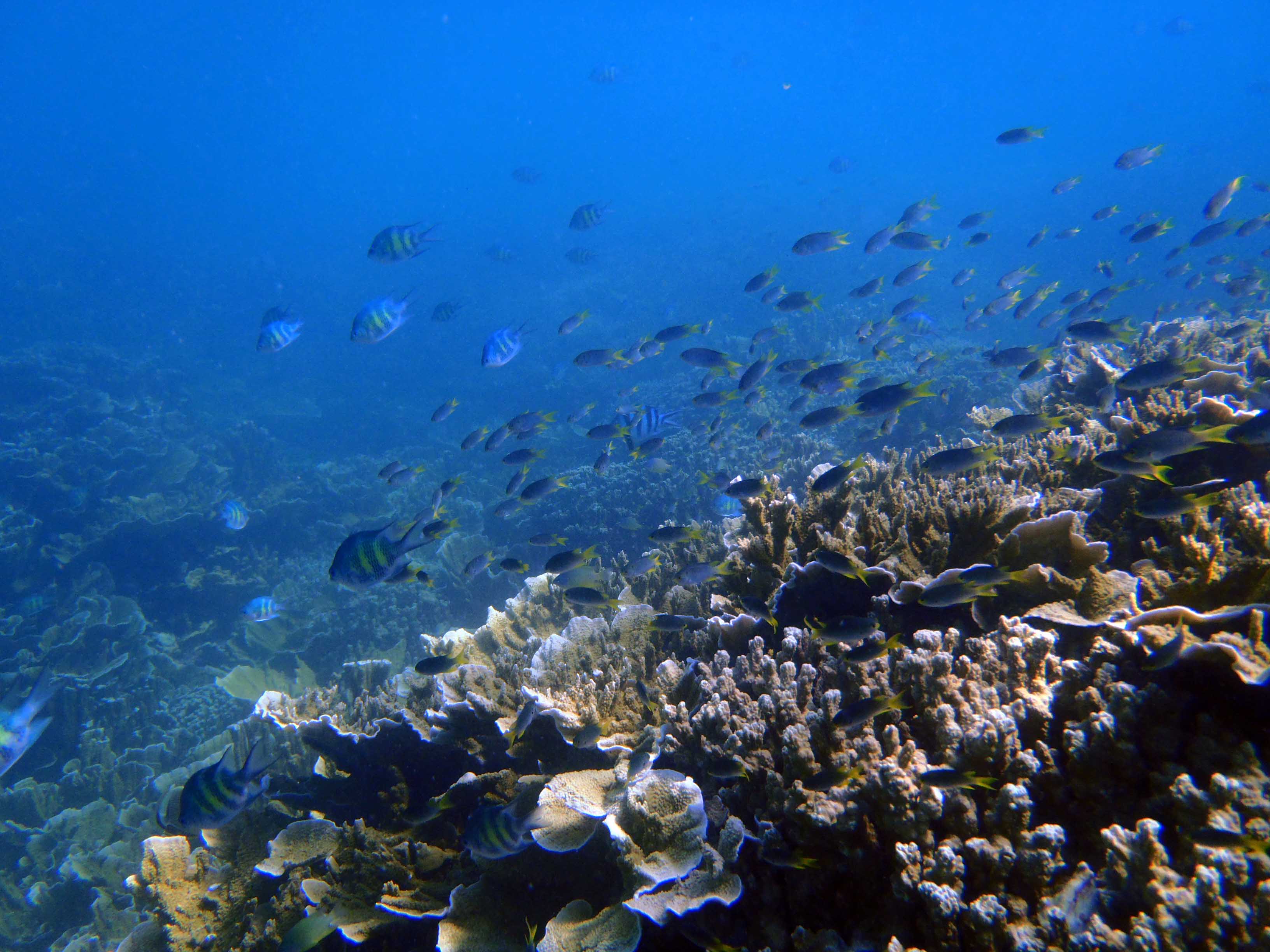 Sunscreen Chemical in Soaps, Cosmetics, & Body Fragrances Threaten Coral Reefs, says Haereticus