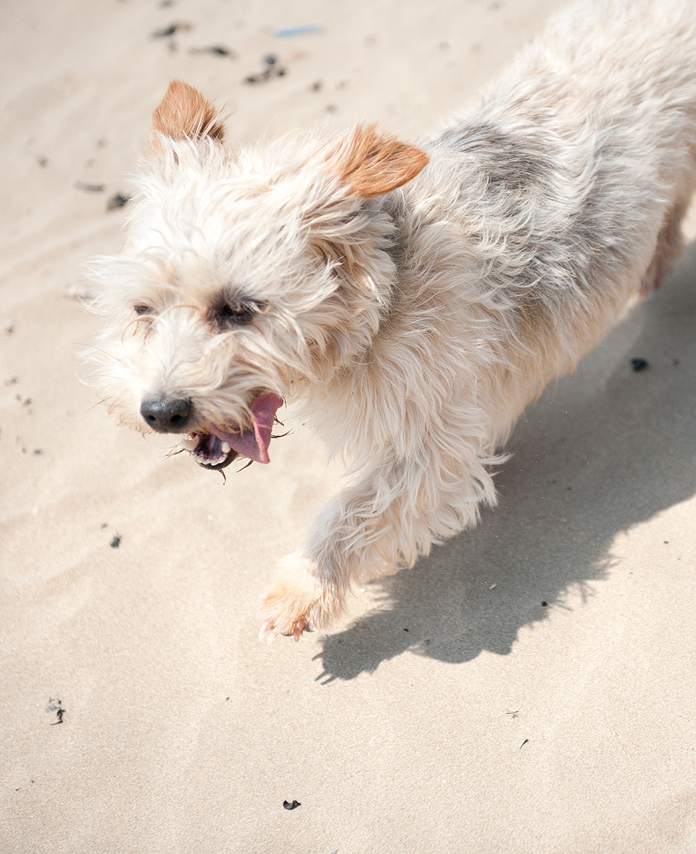 14 pet friendly holiday parks across Devon, Cornwall and Somerset from John Fowler Holidays