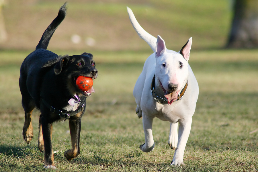 Dog Park Construction Boom Thanks to Millennials and Empty-Nesters says Construction Reporter