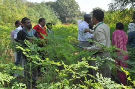 Moringa Biodiesel Project ROI Updated in 3rd Global Moringa Meet 2015 in India