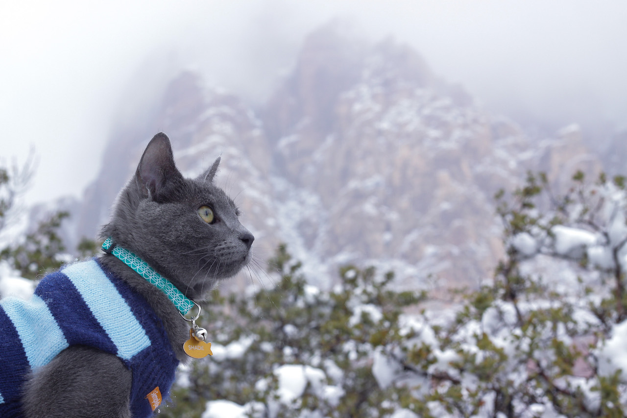 AdventureCats.org Will Change Everything You Thought You Knew About Cats
