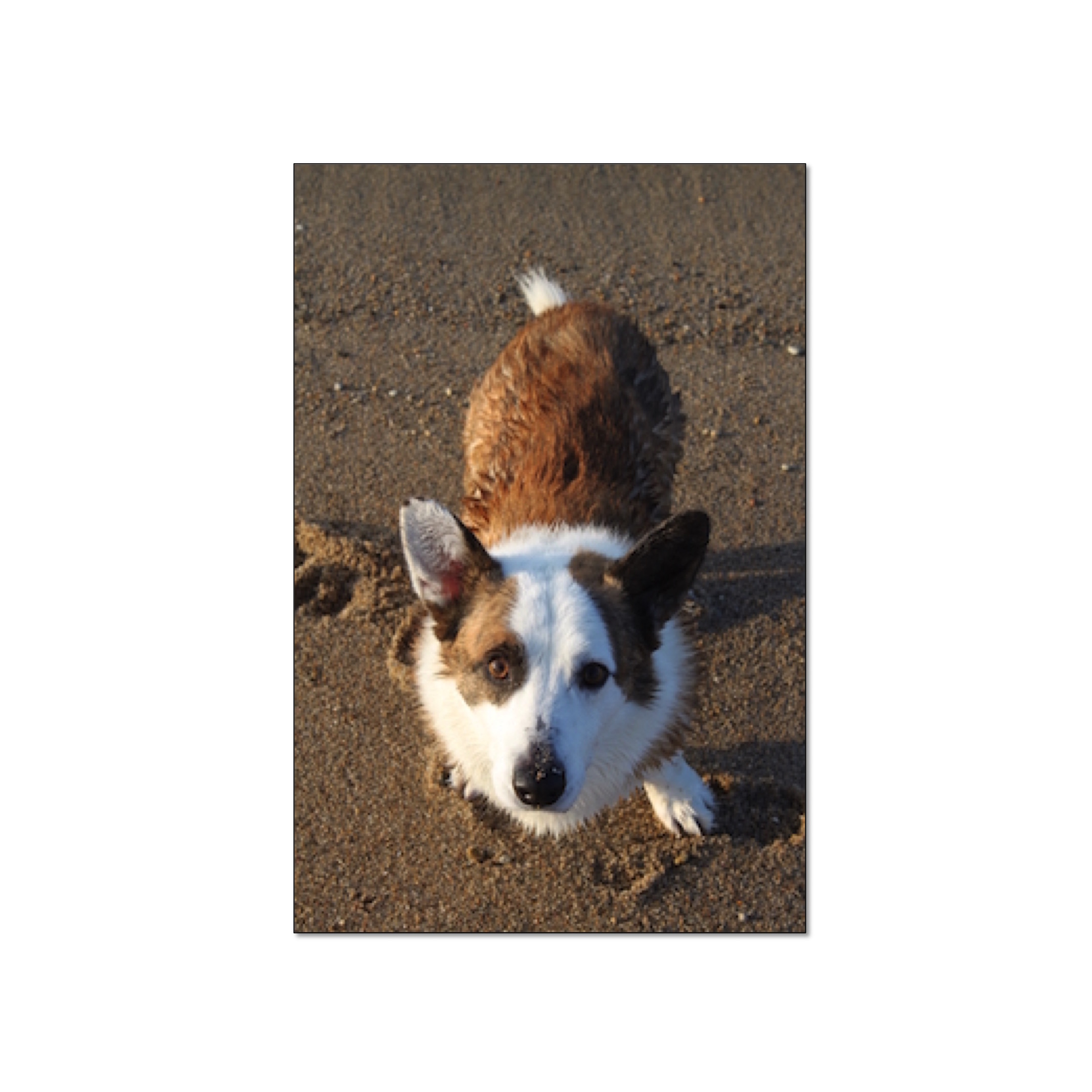 Canine Author Gimli in Upcoming Baltimore Book Tour
