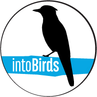 IntoBirds and Grace Farms Foundation Partner to Offer Guided Birdwatching Nature Walks Sept. 2 and 9
