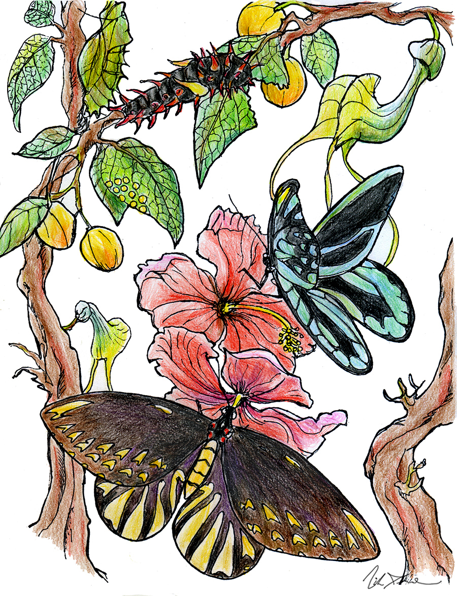 Exotic and endangered species coloring book ‘Last Chance Earth’ launches on Kickstarter