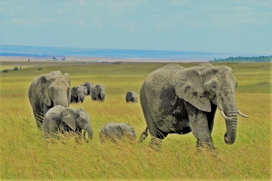 Shoor Safaris stops offering Plastic Bottled Water on its Kenya Safari Holidays
