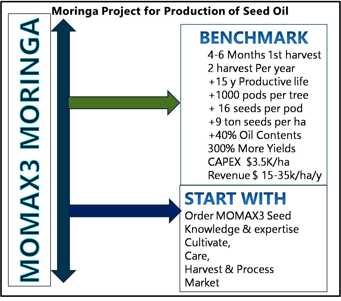 Advanced Biofuel Center , the Moringa Breeder Perfects World’s Most productive Moringa Cultivar for Global Expansion
