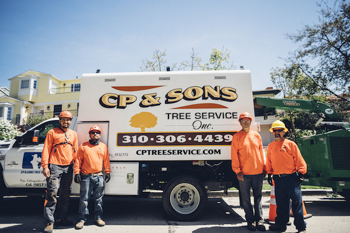 Tree Trimming Beverly Hills Professionals At CP & Sons Tree Service Help Protect Homes and Offices