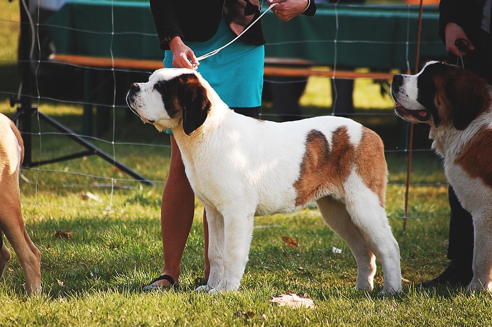 New Orivet DNA Program to guarantee pedigree accuracy and reduce fraudulent breeding records for top dollar dogs