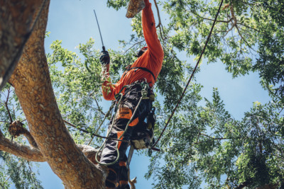 Tree Trimming Beverly Hills Experts, CP & Sons Tree Service, Now Offer Various Tree Care Services