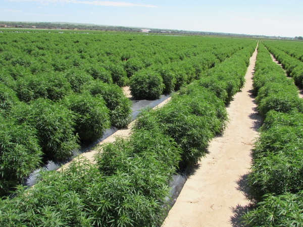 Threshold Enterprises Partners with The Health & Wellness Company to Meet Exploding Demand for Hemp Sourced CBD products.