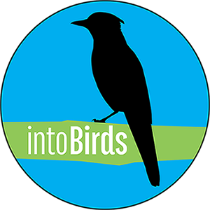 intoBirds logo