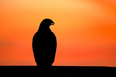 IntoBirds Talks Perils of Rodenticide to Birds of Prey with Wildlife Advocates
