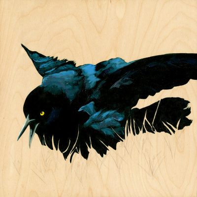 IntoBirds Profiles The Grackle Lady of Austin, Texas