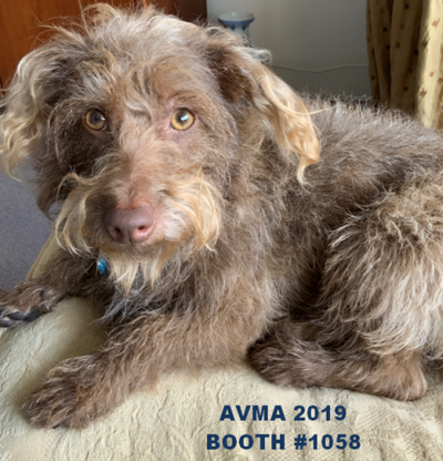 AVMA 2019 - Booth 1058- Walter E.Washington Convention Center (Source: GerVetUSA)