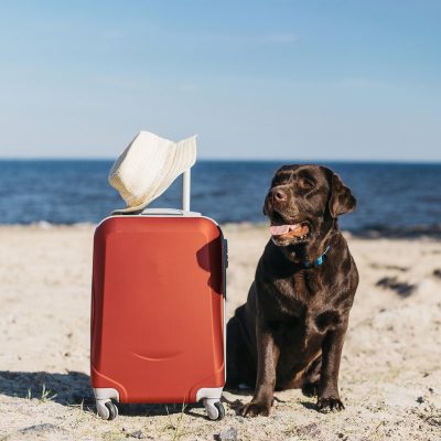 CaliStays.com – Dog Friendly Vacation Rental Travel to California