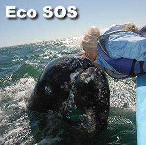 Human-Nature Alliance / Eco SOS Global push aimed at UNESCO to designate Rainforest Heritage sites