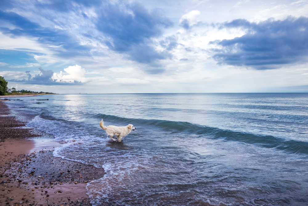 Chaz Stevens, CEO of ESADoggy.com, Supports Michigan's Proposed Emotional Support Animal Law.
