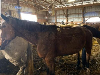 Thanksgiving Donation Gives Slaughter-Bound Racehorse “Voiage” a Second Chance