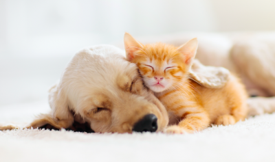 New Online Retailer of Pet Food, PawsComplete, Officially Launches Website