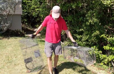 Prevent Seawall Damage with Iguana Control Services from Wildlife Removal Services of Florida