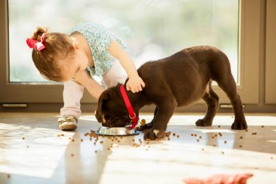 Dr. Jacob Frydman Pet Care Will Donate All At National Feed a Rescue Pet Week