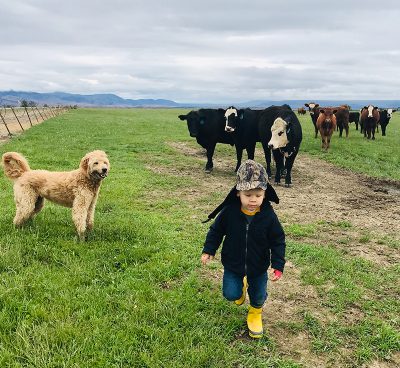 Grass-Fed and Finished Organic Beef Startup, Oreganic Beef Company, Delivers to Your Doorstep from Family-Owned Ranch in Madras, OR