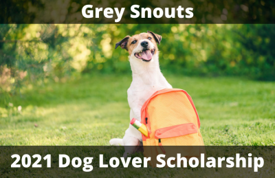 Grey Snouts Offering Scholarship for Dog Lovers