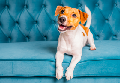 Furry Land Mobile Grooming Now Offering Franchises Across U.S.