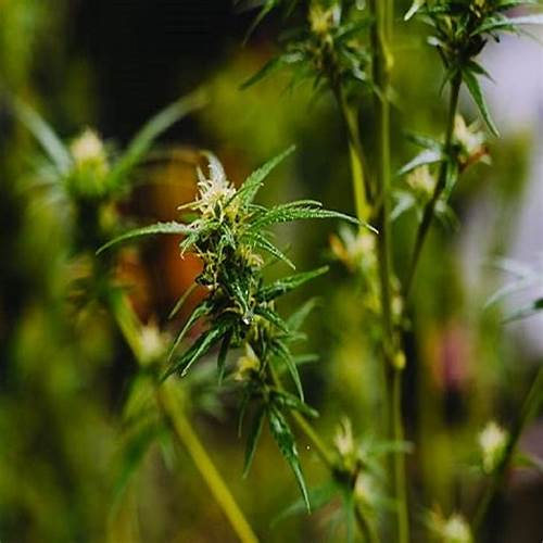 GCRC and Boulder Creek Technologies Join in CBD Holiday Giveaway To Help Patients In Need