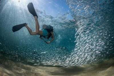 Dive Ninja Expeditions Announces New PADI IDC Center in Los Cabos