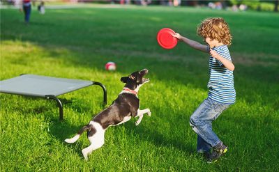 7 Essential Items For Great Outdoor Adventures With Your Dog (Source: Bedsure)