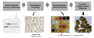 Anticancer Biosciences is developing a new antimitotic cancer therapeutics using natural products