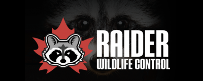 Owners of Raider Wildlife Control, a ThreeBestRated® award-winning Animal Removals, point out the benefits of hiring a professional for animal removal