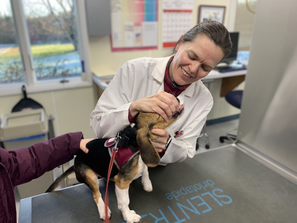 Not Your Average Vet: Dr. Bodolosky Celebrates 20 Years as Owner of the Animal Hospital of Sullivan County