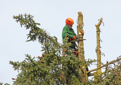 Austin Tree Services Helps New Property Owner Bring Trees to Life with Expert Tree Trimming
