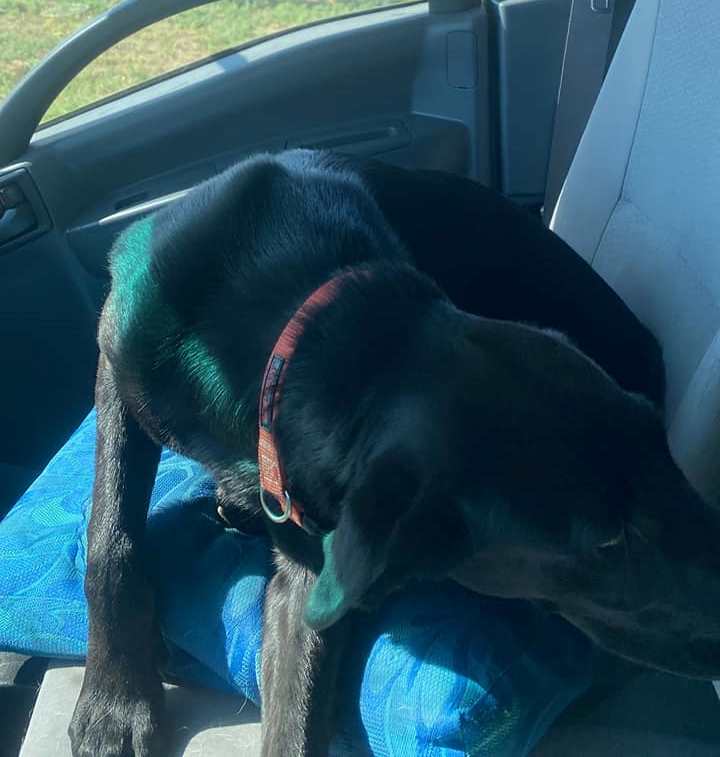 Fine Art Shippers Rescued a Dog During Its Cross-Country Art Shuttle