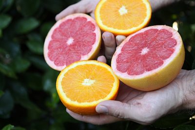 Natalie’s Juice Company Is Squeezing the Highest Quality Juice From This Year’s Peak-Harvest Citrus Crop