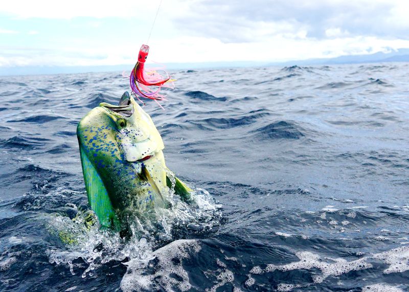Deep Sea Fishing Myrtle Beach Now Offered by Saltwater Pros