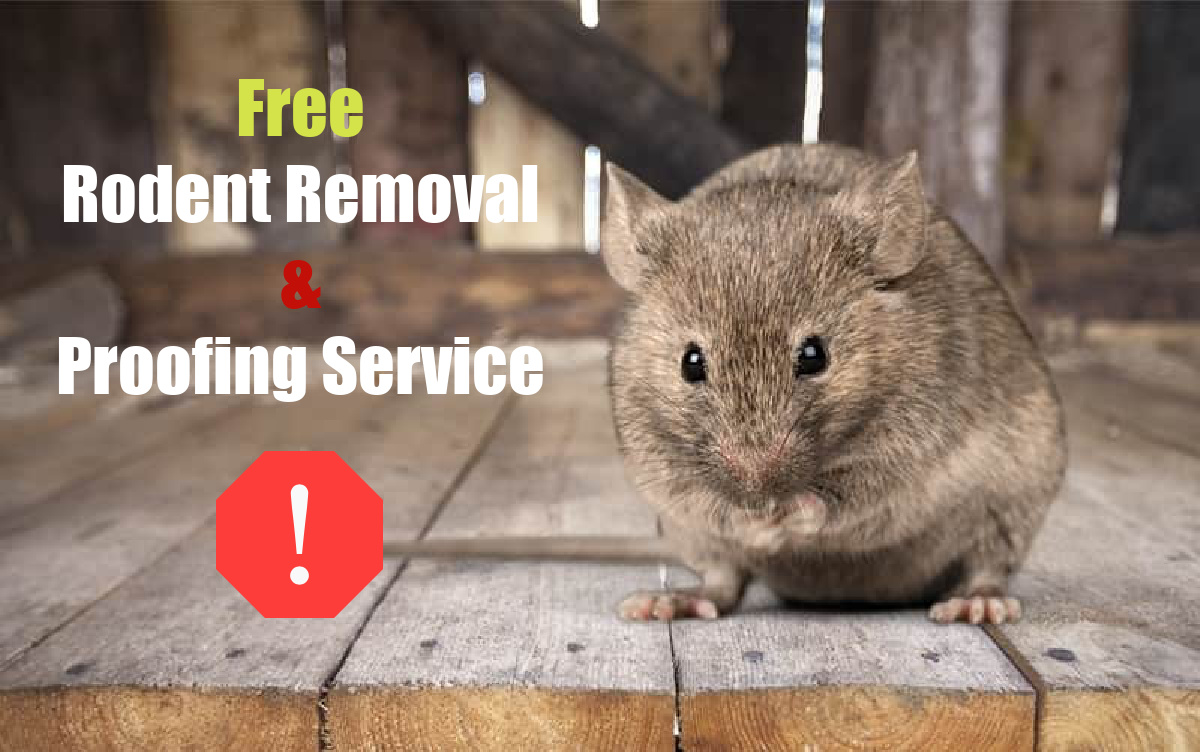 Be Rid of the Rats and the Noise With The Attic Doctors Free Rodent Removal With Full Attic Upgrade Services