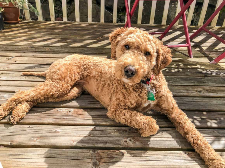 Poodle Club Debuts, Presenting a Fun Online Community and Resource for Poodle Enthusiasts