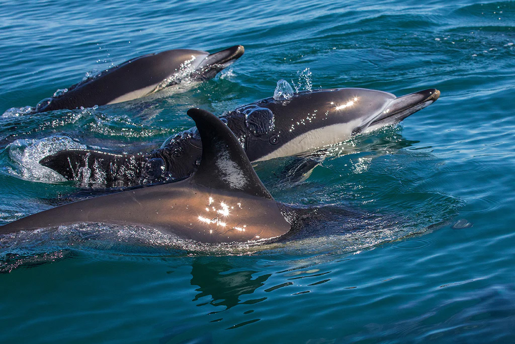 Myrtle Beach Dolphin Cruises Now Offered by WickedlyAwesome.com