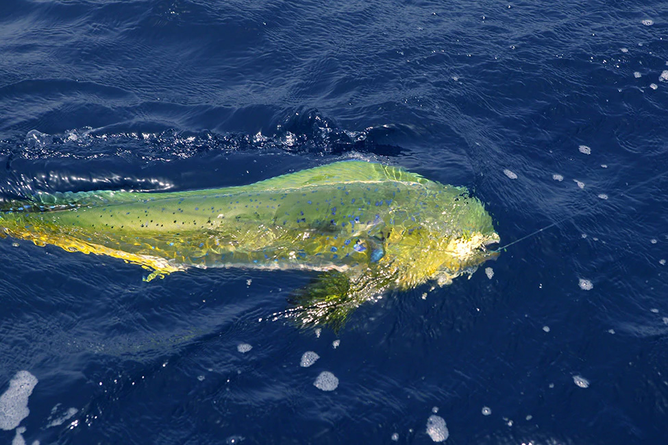 Wickedly Awesome Adventures Announces Start of Thrilling Mahi-Mahi Season in Myrtle Beach
