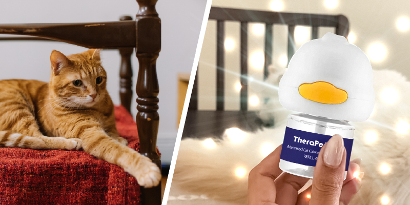TheraPet Introduces Innovative Natural Calming Solution for Stressed Cats