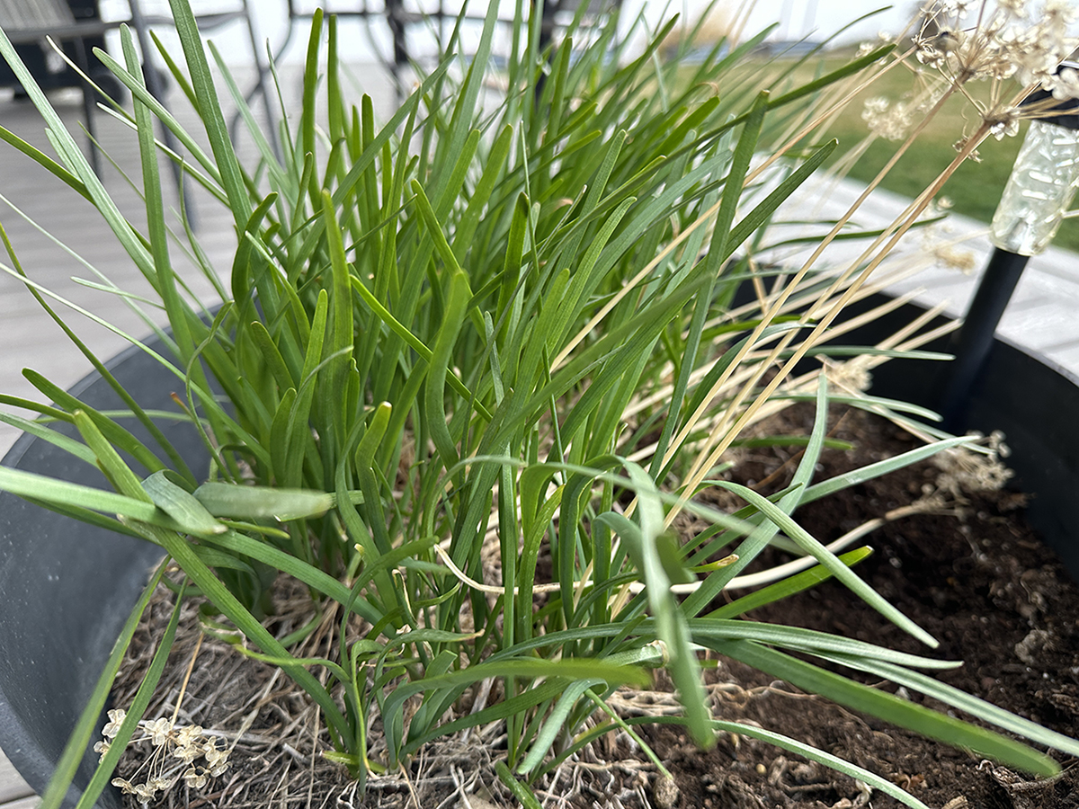 Eating Sustainably During National Nutrition Month by Growing Food at Home, by Intermountain Health