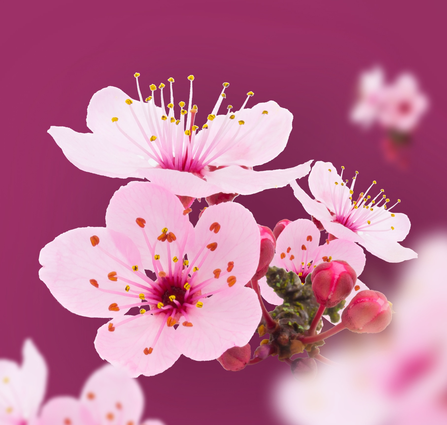 Support DEI in the Workplace with Confetti’s AAPI Heritage Month Collection of Virtual Events