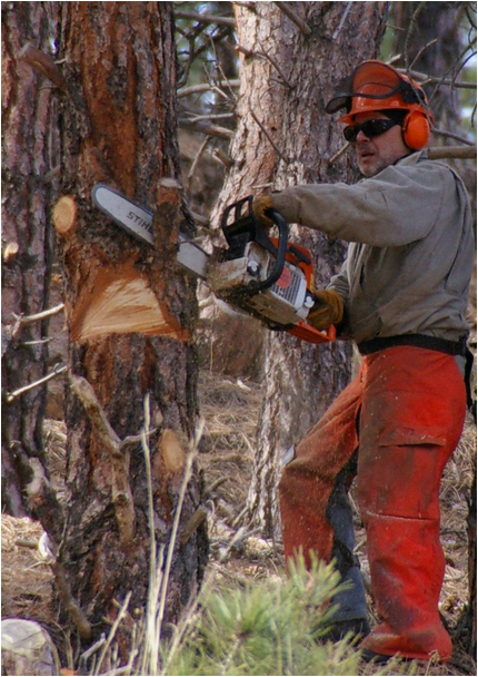 Rockaway NJ Tree Service