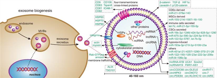 CD Bioparticles Announces Comprehensive Suite of Exosome Modification Products to Advance Research